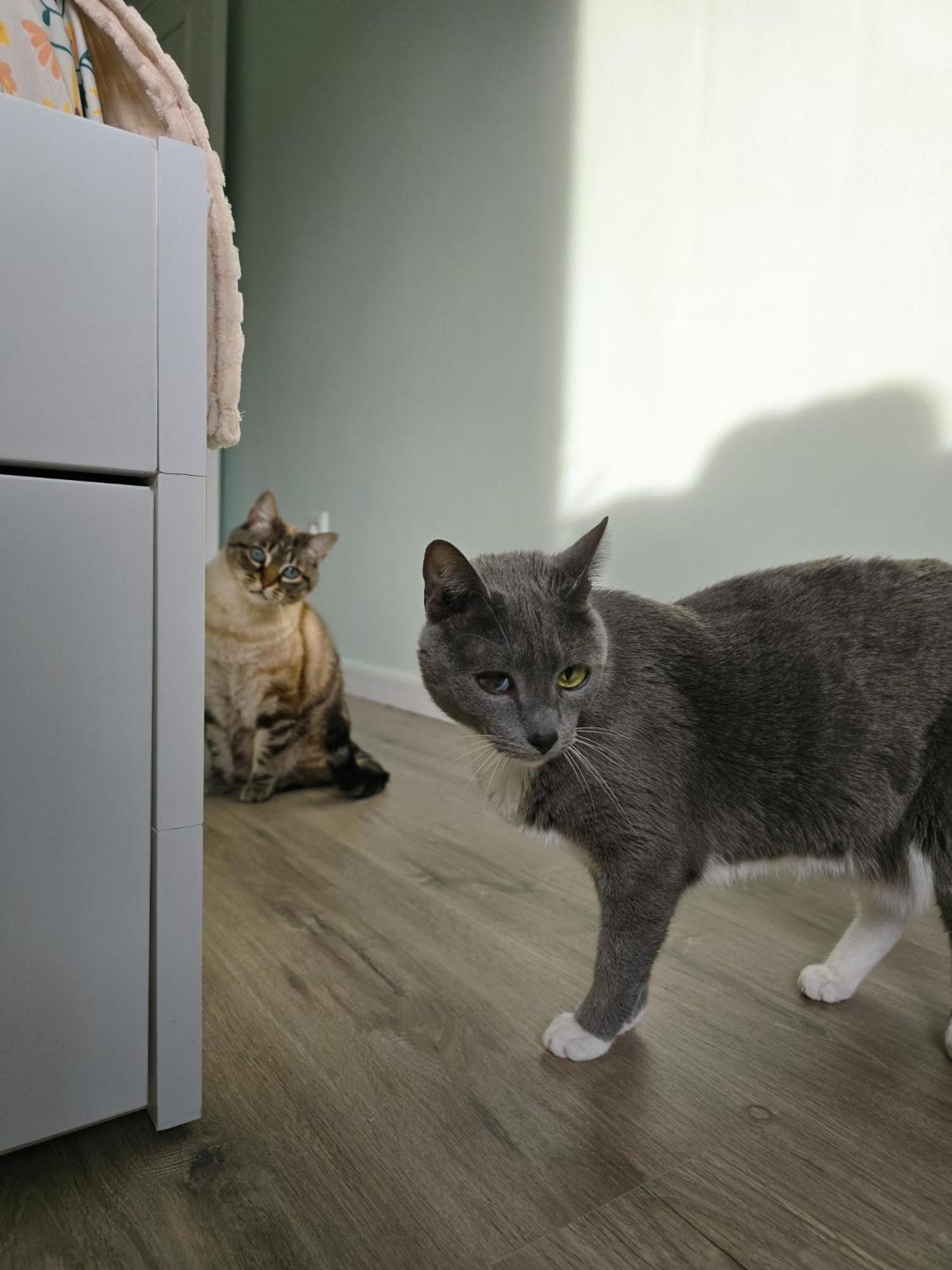 The House Of Cats Apartamento Oliveira do Douro  Exterior foto