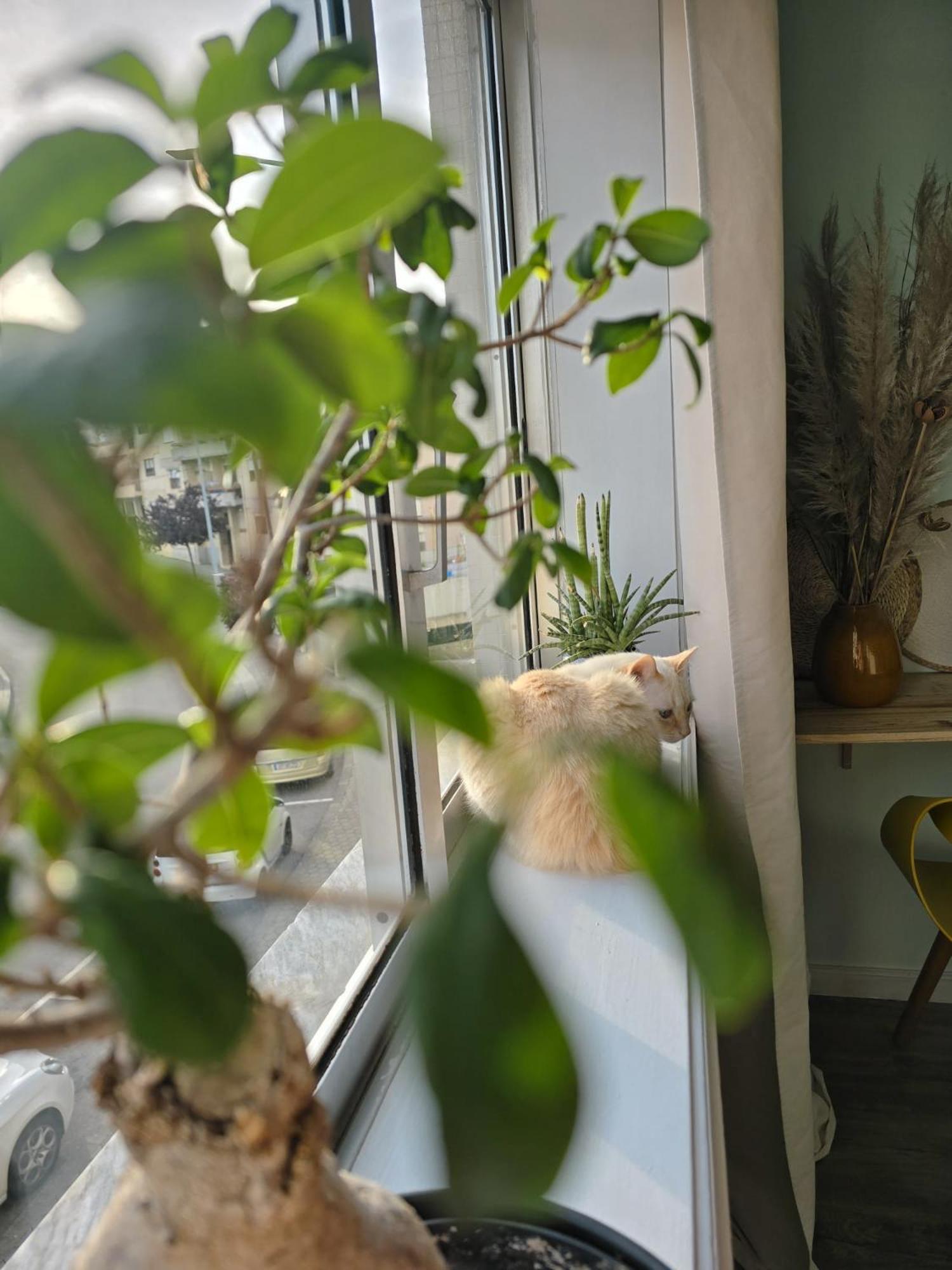 The House Of Cats Apartamento Oliveira do Douro  Exterior foto